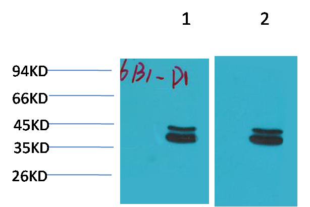 Western blot analysis of 1)Mouse Brain Tissue, 2) Rat Brain Tissue with P44/42 MAPK(ERK1/2) Mouse mAb EM1221 diluted at 1:2,000.
