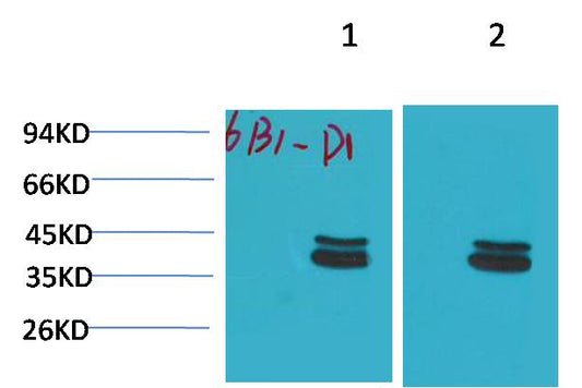 Western blot analysis of 1)Mouse Brain Tissue, 2) Rat Brain Tissue with P44/42 MAPK(ERK1/2) Mouse mAb EM1221 diluted at 1:2,000.