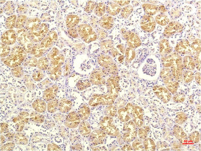 Immunohistochemical analysis of paraffin-embedded Human Kidney Tissue using IL-8 (EM1260) Mouse mAb diluted at 1:200.