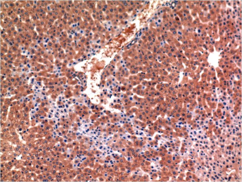 Immunohistochemical analysis of paraffin-embedded Mouse LiverTissue using Caspase-3 (EM1266) Mouse mAb diluted at 1:200.