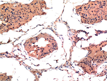 Immunohistochemical analysis of paraffin-embedded Rat Testis Tissue using Bax (EM1268) Mouse mAb diluted at 1:200.