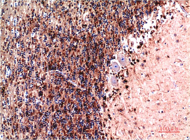 Immunohistochemical analysis of paraffin-embedded Human Brain Tissue using Cystatin C (EM1275) Mouse mAb diluted at 1:200.