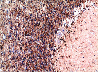 Immunohistochemical analysis of paraffin-embedded Human Brain Tissue using Cystatin C (EM1275) Mouse mAb diluted at 1:200.