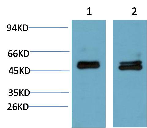 Western blot analysis of 1) Mouse Brain Tissue Lysate, 2) Rat Brain Tissue Lysate using Smad3 ( EM1315) Mouse mAb diluted at 1:2000.