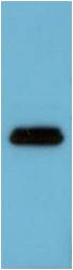 Western blot analysis of Flag Recombinant Protein using Flag  (EM1335) Mouse mAb diluted at 1:10000.
