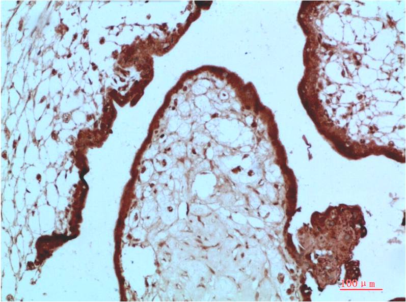 Immunohistochemical analysis of paraffin-embedded Human Placenta Tissue using HP-1 Alpha  (EM1366) Mouse mAb diluted at 1:200