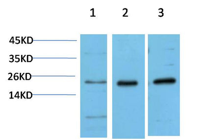 Western blot analysis of 1) Hela Cell Lysate, 2)3T3 Cell Lysate, 3) PC12 Cell Lysate using HP-1Alpha  (EM1366) Mouse mAb diluted at 1:1000.