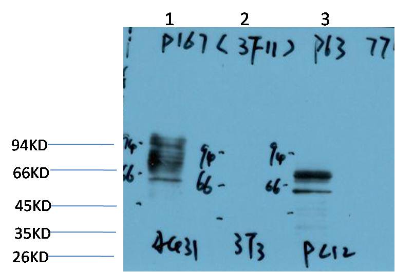 Western blot analysis of 1) A431 Cell Lysate, 2) 3T3 Cell Lysate , 3) PC-12 Cell Lysate using P63-Alpha (EM1404) Mouse mAb diluted at 1:2000.