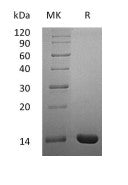 Recombinant Human IL-2