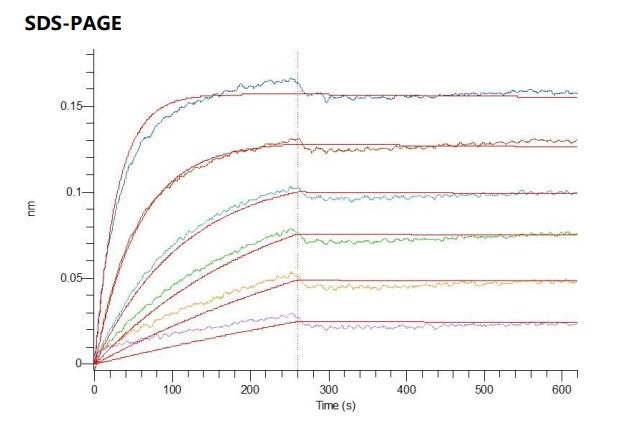 Recombinant Human OX40L (C-mFc)