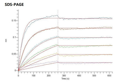 Recombinant Human OX40L (C-mFc)
