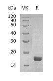 Recombinant Mouse IL-2
