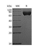 Recombinant Human NgR (C-6His)