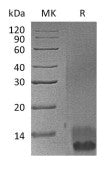 Recombinant Mouse EGF (C-6His)