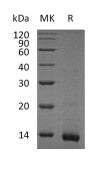 Recombinant Mouse IL-4