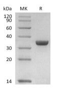 Recombinant Human ANXA1