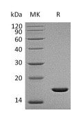 Recombinant Human FGFb (157AA)