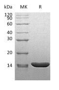 Recombinant Mouse TNF alpha