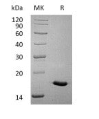 Recombinant Human IL-17A