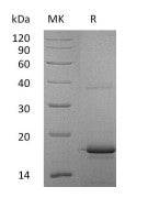 Recombinant Human IL-33