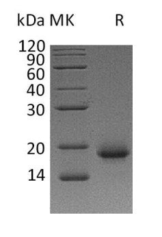 Recombinant Human IL-4  (Mammalian)