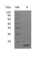 Recombinant Human LR3-IGF-1