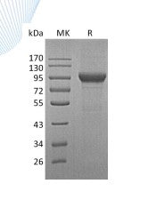 Recombinant Human MPO (C-10His)