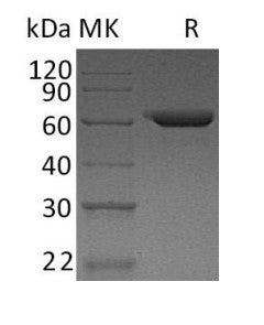 Recombinant Human NovoNectin