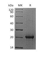 Recombinant Mouse IL-6