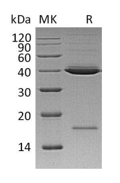 Recombinant Human Mindin (C-6His)