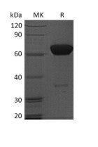 Recombinant Human PD-1 (C-Fc)