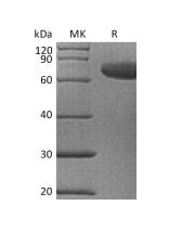 Recombinant Human IL-23 (C-6His)