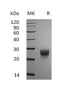 Recombinant Mouse G-CSF (C-6His)