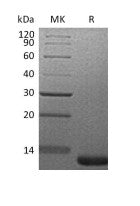 Recombinant Mouse LR3-IGF-1 (C-6His)