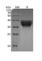 Recombinant Human TREM-1 (C-6His)