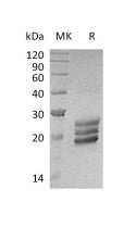 Recombinant Human IL-25 (C-6His)