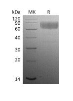 Recombinant Mouse CD47 (C-Fc)