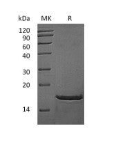 Recombinant Mouse FGFb