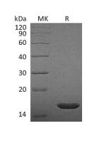 Recombinant Rat FGFb