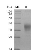 Recombinant Mouse EPO (C-6His)