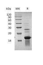 Recombinant Human AREG