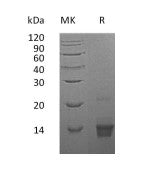 Recombinant Human PTH