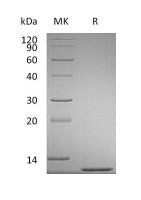 Recombinant Mouse CCL2