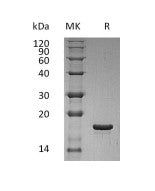 Recombinant Human LIF