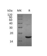 Recombinant Human REG3G (C-6His)