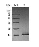Recombinant Mouse GM-CSF