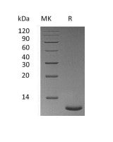 Recombinant Mouse TFF3 (C-6His)