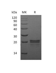 Recombinant Mouse VEGF 164