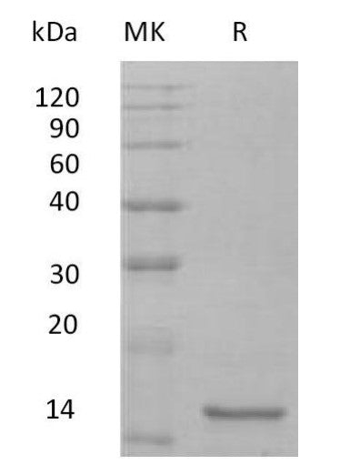 Recombinant Mouse IL-10
