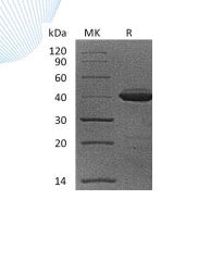 Recombinant Cynomolgus B2M (C-Fc)